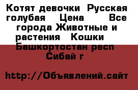 Котят девочки “Русская голубая“ › Цена ­ 0 - Все города Животные и растения » Кошки   . Башкортостан респ.,Сибай г.